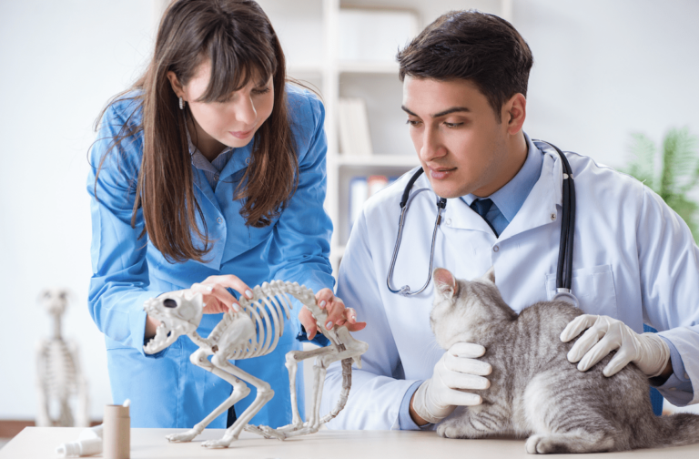 Can I Become A Vet Tech With A Biology Degree